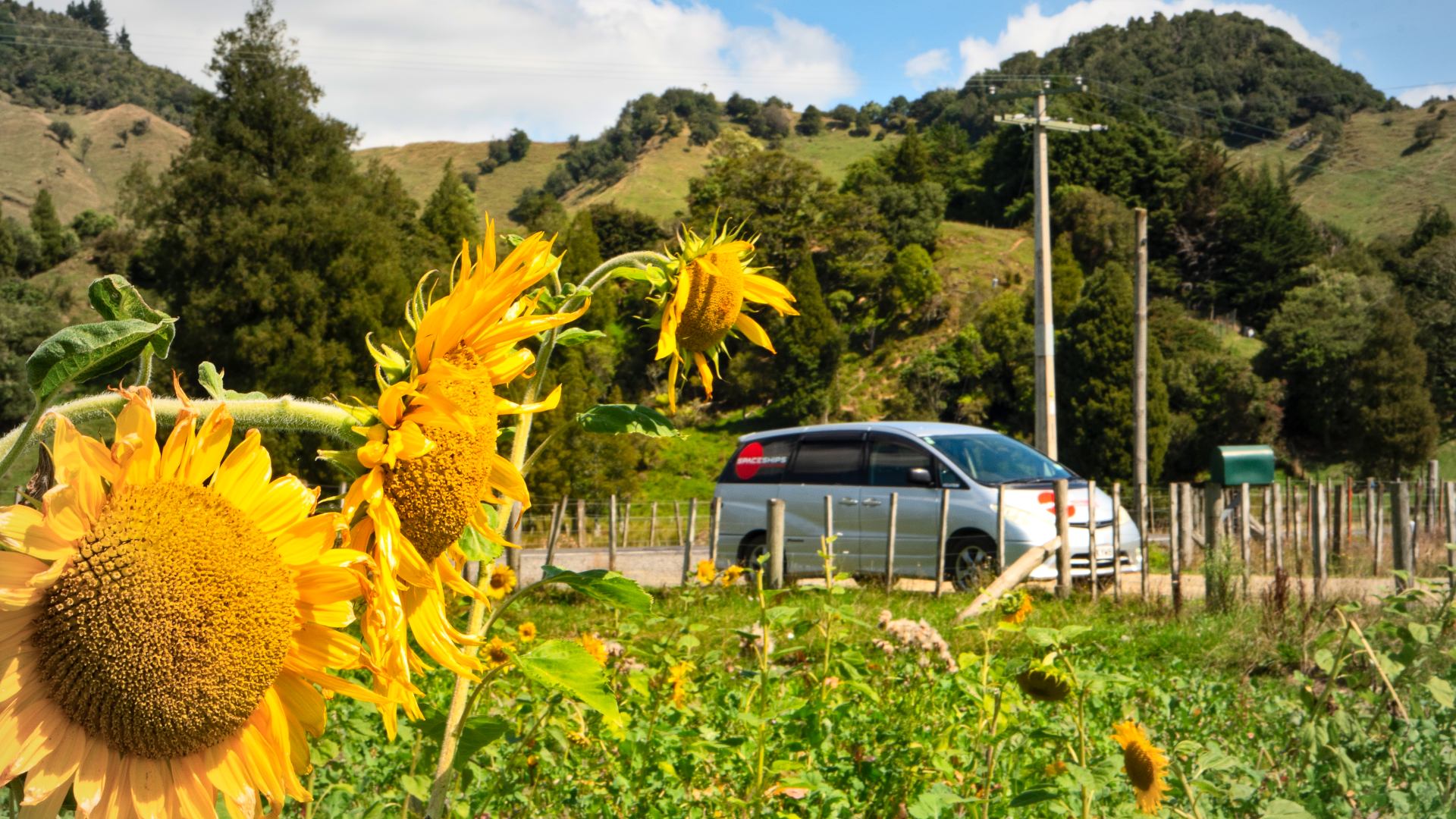 Sonnenblumen Roadtrip in NZ